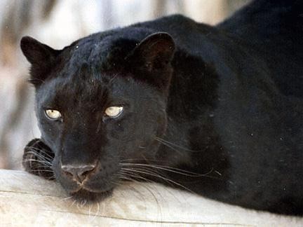 BlackPanther_puma